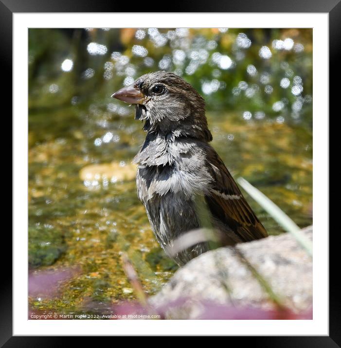 Sparrow having a bath Framed Mounted Print by Martin Pople