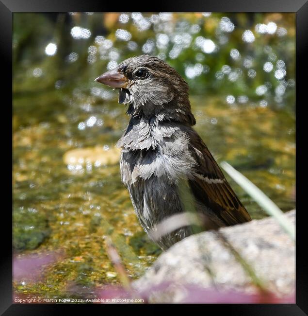 Sparrow having a bath Framed Print by Martin Pople