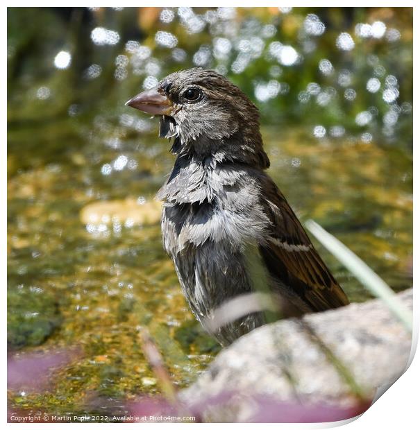 Sparrow having a bath Print by Martin Pople