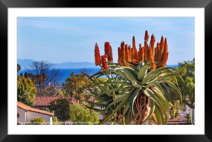 Giant Tree Aloe Mission Santa Barbara California Framed Mounted Print by William Perry