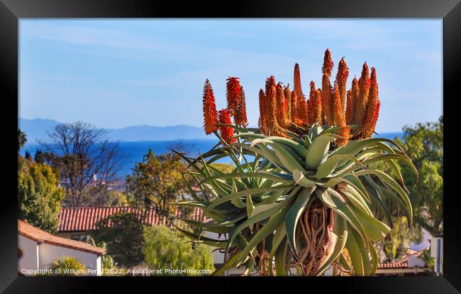 Giant Tree Aloe Mission Santa Barbara California Framed Print by William Perry