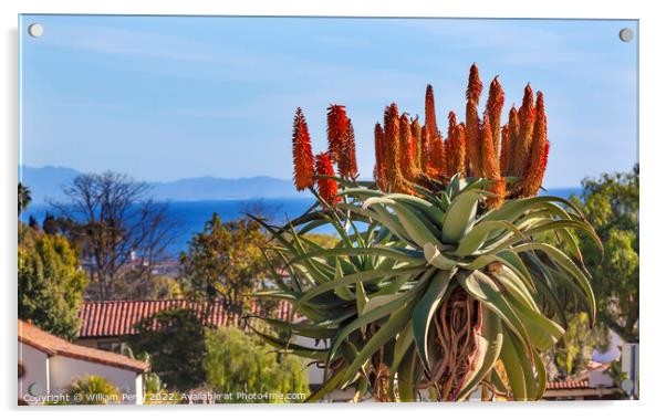 Giant Tree Aloe Mission Santa Barbara California Acrylic by William Perry