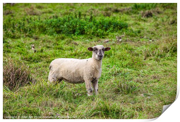 Young sheep Print by Allan Bell