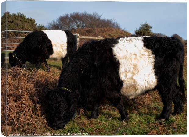 Belted Galloway Cattle. Canvas Print by Mark Ward