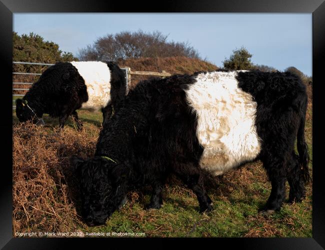 Belted Galloway Cattle. Framed Print by Mark Ward