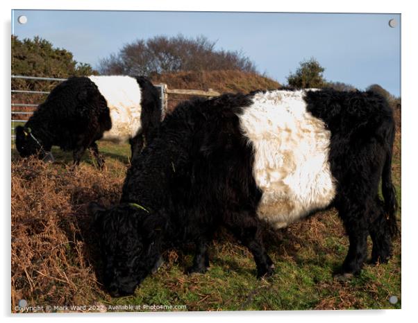 Belted Galloway Cattle. Acrylic by Mark Ward