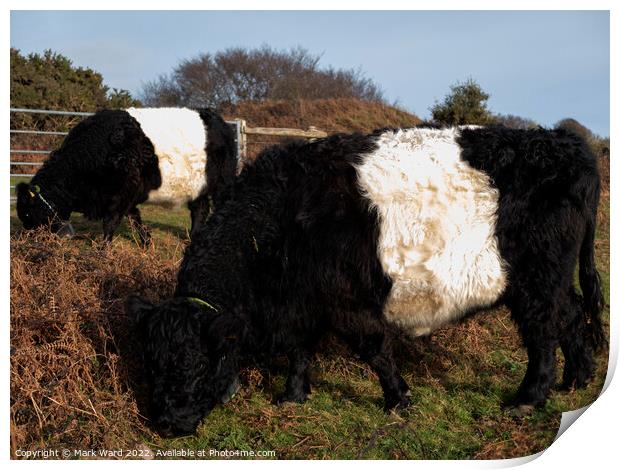 Belted Galloway Cattle. Print by Mark Ward