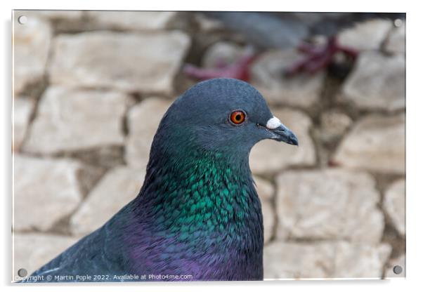 Animal bird pigeon colourful  Acrylic by Martin Pople