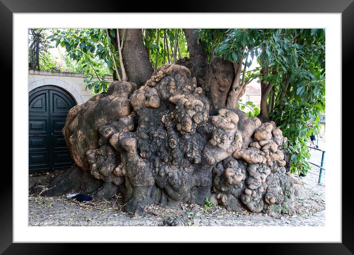 Large knotted tree trunk  Framed Mounted Print by Martin Pople