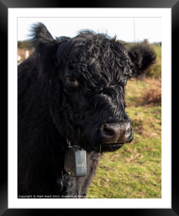 A Belted Gallowway cow in pose. Framed Mounted Print by Mark Ward