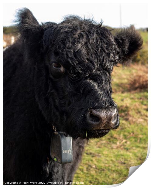 A Belted Gallowway cow in pose. Print by Mark Ward