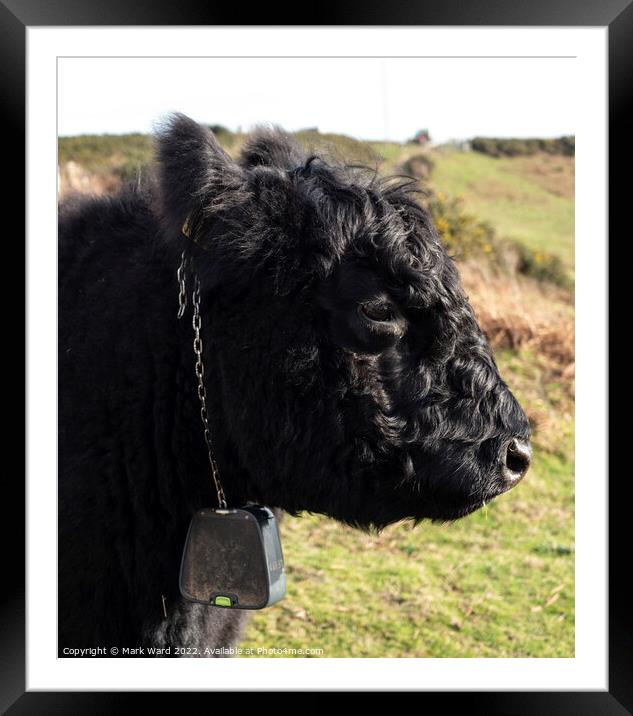 A cow standing on top of a grass covered field Framed Mounted Print by Mark Ward