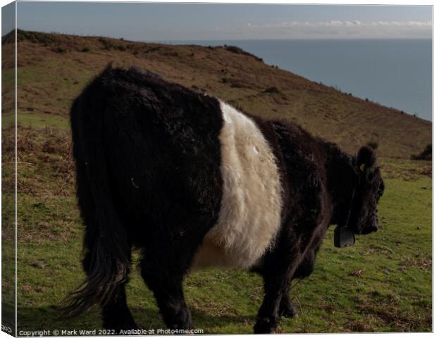 Belted Galloway Cattle in Sussex. Canvas Print by Mark Ward