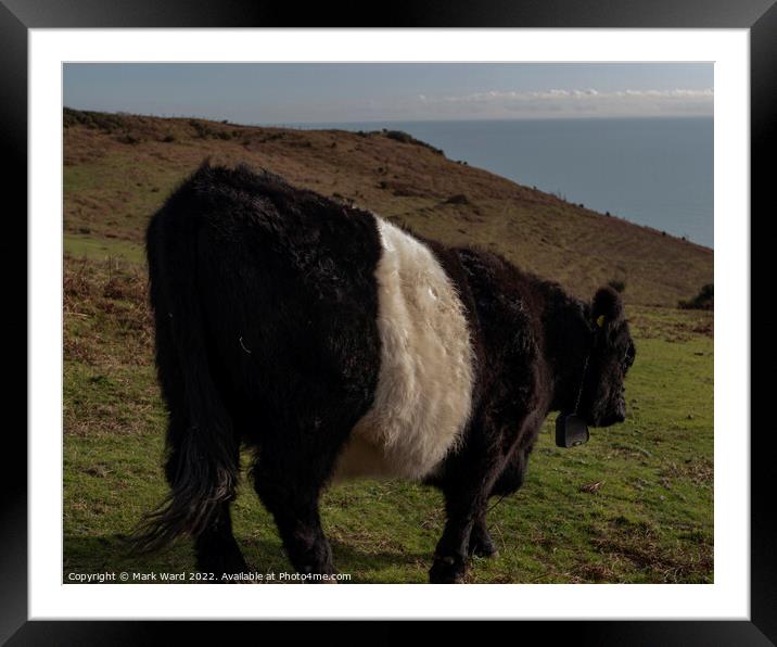 Belted Galloway Cattle in Sussex. Framed Mounted Print by Mark Ward