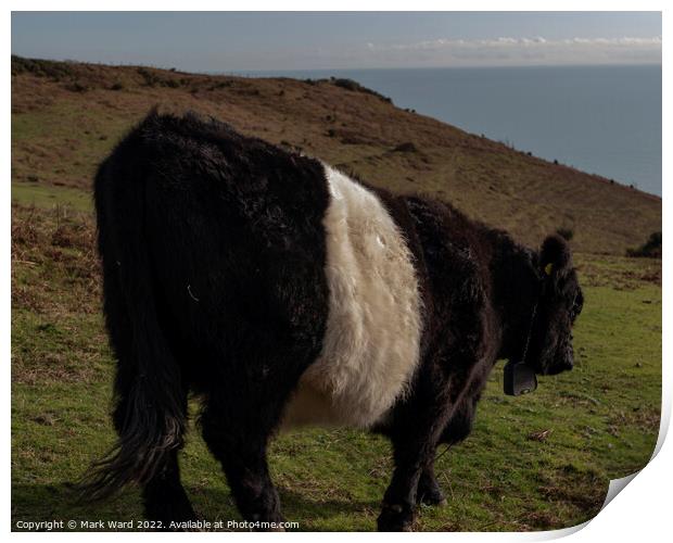 Belted Galloway Cattle in Sussex. Print by Mark Ward