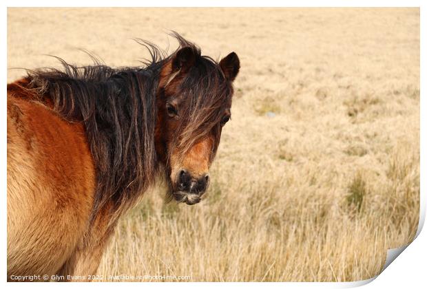 Welsh Mountain Pony Print by Glyn Evans