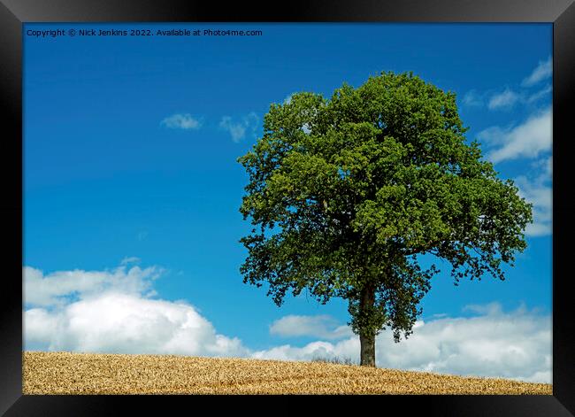 Tree in wheatfield near Abergavennyin August Framed Print by Nick Jenkins