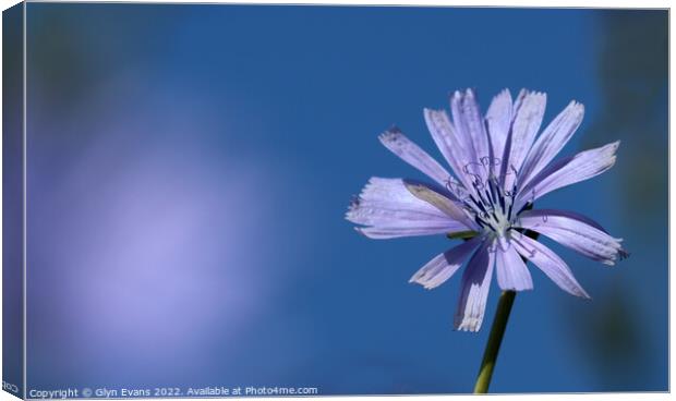 Chicory flower. Canvas Print by Glyn Evans