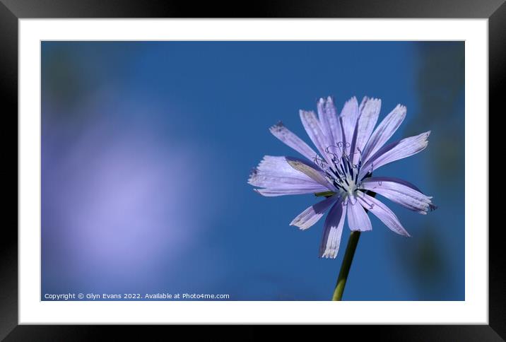 Chicory flower. Framed Mounted Print by Glyn Evans
