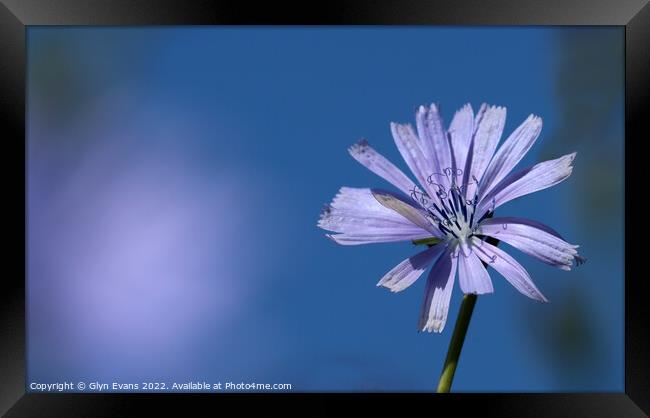 Chicory flower. Framed Print by Glyn Evans