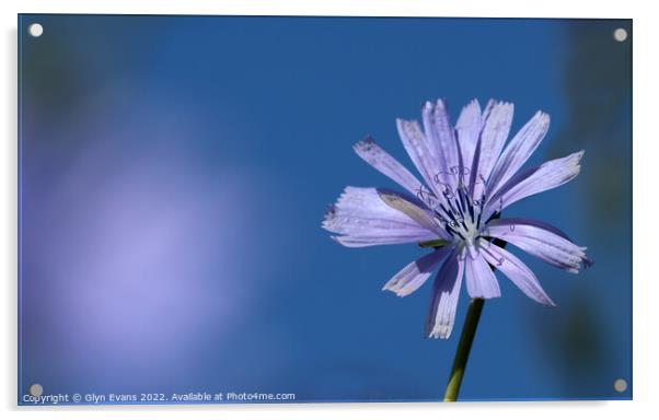 Chicory flower. Acrylic by Glyn Evans