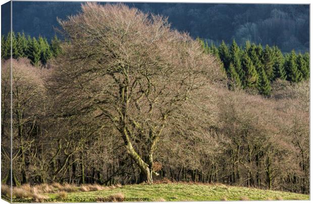 Large Solitary Tree Winter Cardiff  Canvas Print by Nick Jenkins