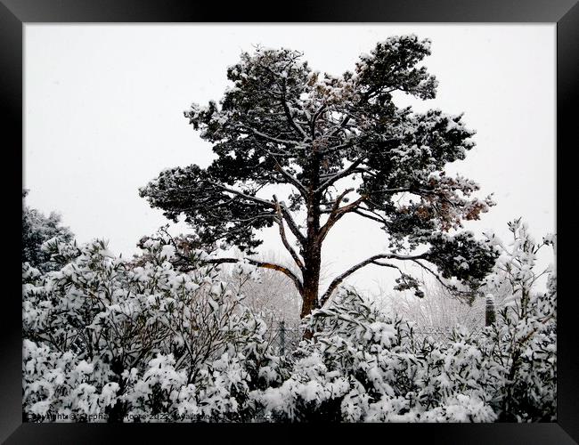 Snow covered trees Framed Print by Stephanie Moore