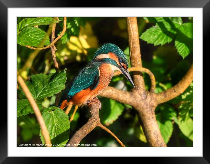 Kingfisher on branch  Framed Mounted Print by Martin Pople