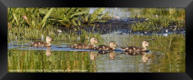 Ducklings on water Framed Print by Martin Pople