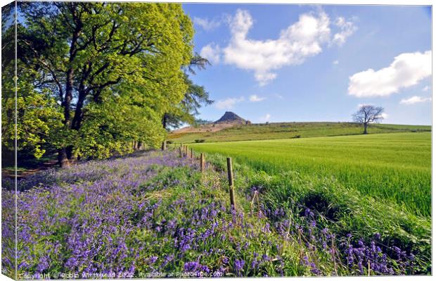 Bluebells under Roseberry topping Canvas Print by Robin Whitehead