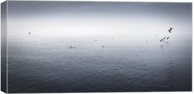 Seabird Panorama, Farne Islands Canvas Print by Mark Jones