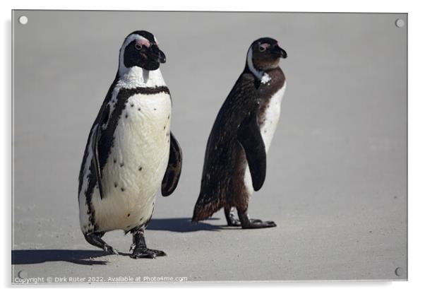 African Penguins (Spheniscus demersus) Acrylic by Dirk Rüter