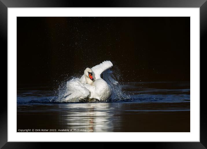 Mute swan (Cygnus olor) Framed Mounted Print by Dirk Rüter