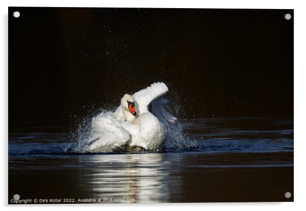 Mute swan (Cygnus olor) Acrylic by Dirk Rüter