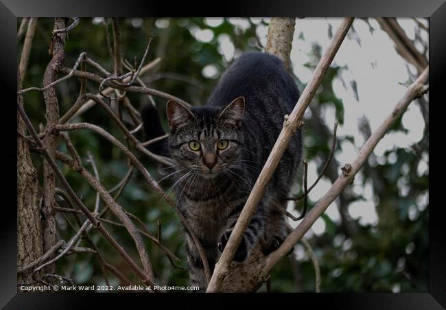 A cat sitting on a branch Preying. Framed Print by Mark Ward
