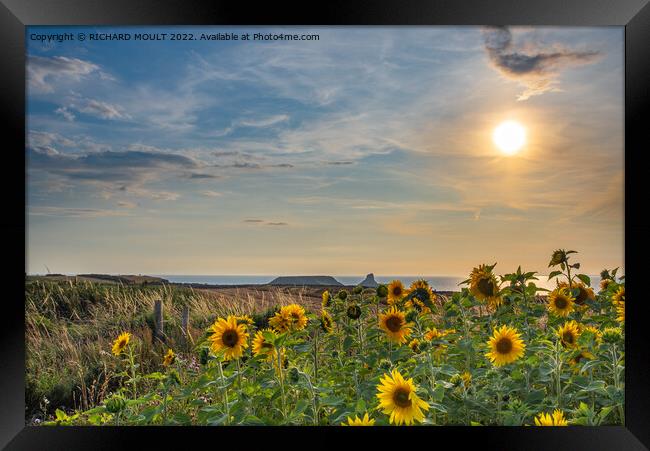 Rhossili Sunflowers at Sunset Framed Print by RICHARD MOULT