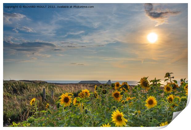 Rhossili Sunflowers at Sunset Print by RICHARD MOULT