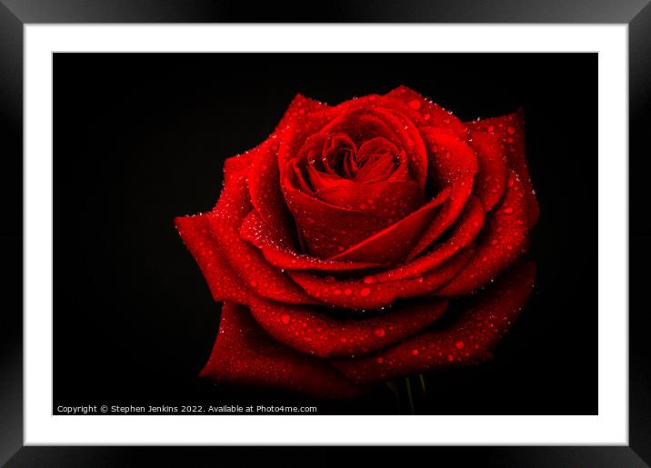 Red Rose Framed Mounted Print by Stephen Jenkins
