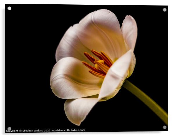 Tulip Acrylic by Stephen Jenkins