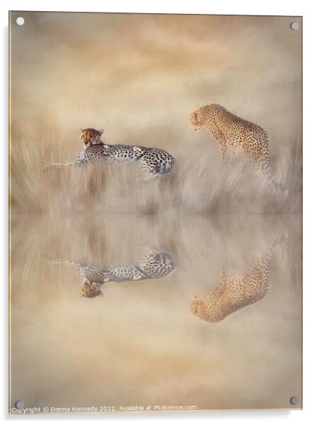 Two Cheetahs Acrylic by Donna Kennedy