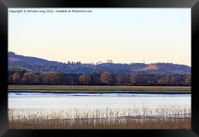 Huge flock of Barnacle geese Framed Print by Richard Long