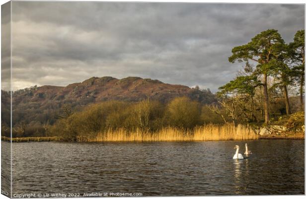 Loughrigg Fell from Waterhead Canvas Print by Liz Withey