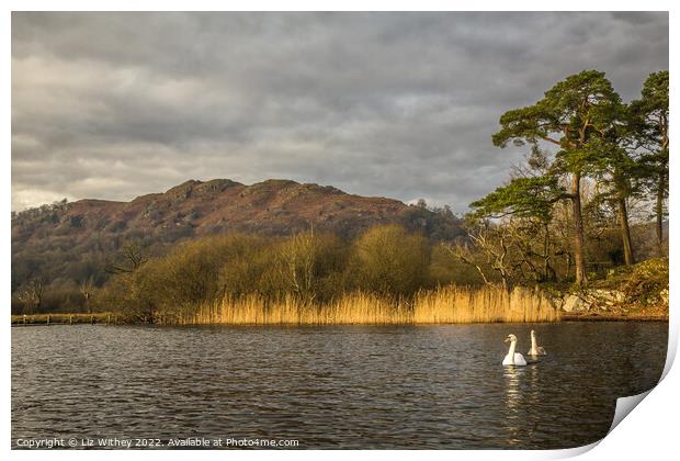 Loughrigg Fell from Waterhead Print by Liz Withey