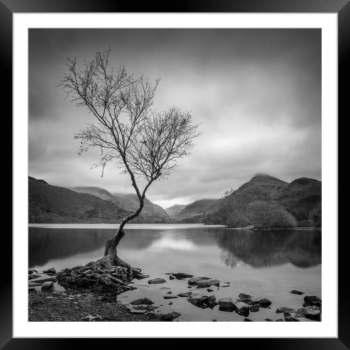 Lone tree Framed Mounted Print by Ann Goodall
