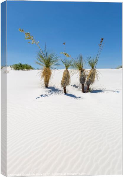 Wave pattern of dunes & Yucca, White Sands National Monument  Canvas Print by Melanie Viola