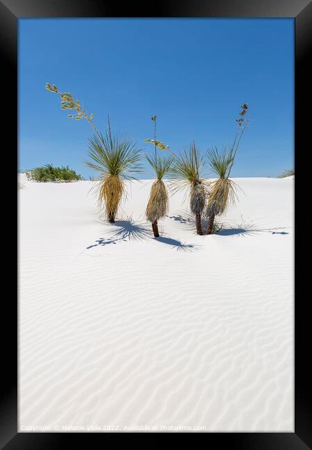 Wave pattern of dunes & Yucca, White Sands National Monument  Framed Print by Melanie Viola