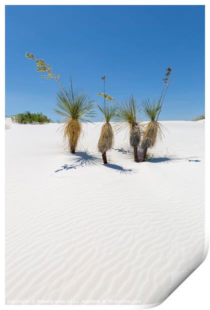 Wave pattern of dunes & Yucca, White Sands National Monument  Print by Melanie Viola