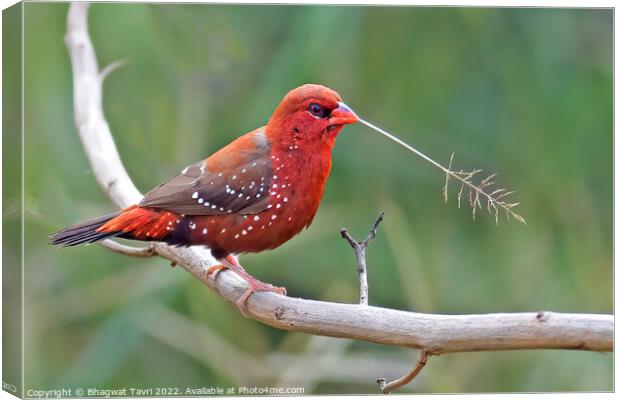 Red Avadavat male Canvas Print by Bhagwat Tavri