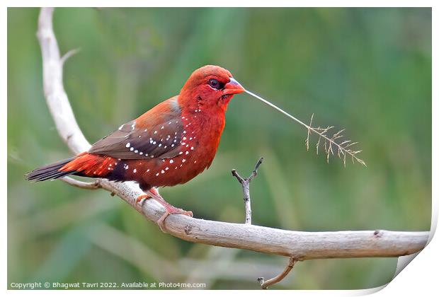 Red Avadavat male Print by Bhagwat Tavri