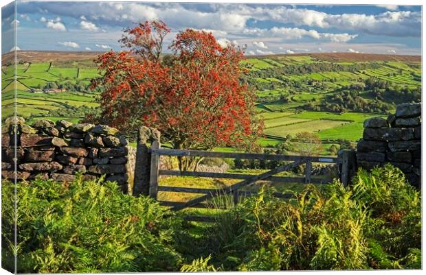 Footpath to Glaisdale on the North York Moors Canvas Print by Martyn Arnold
